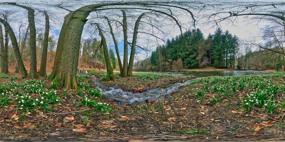 Märzenbecherwiese im Polenztal 1