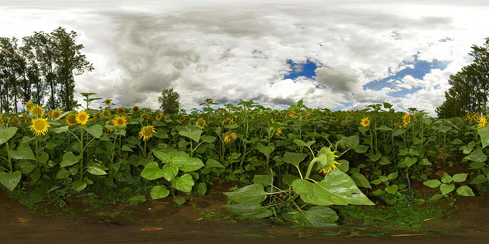 Sonnenblumenfeld 1