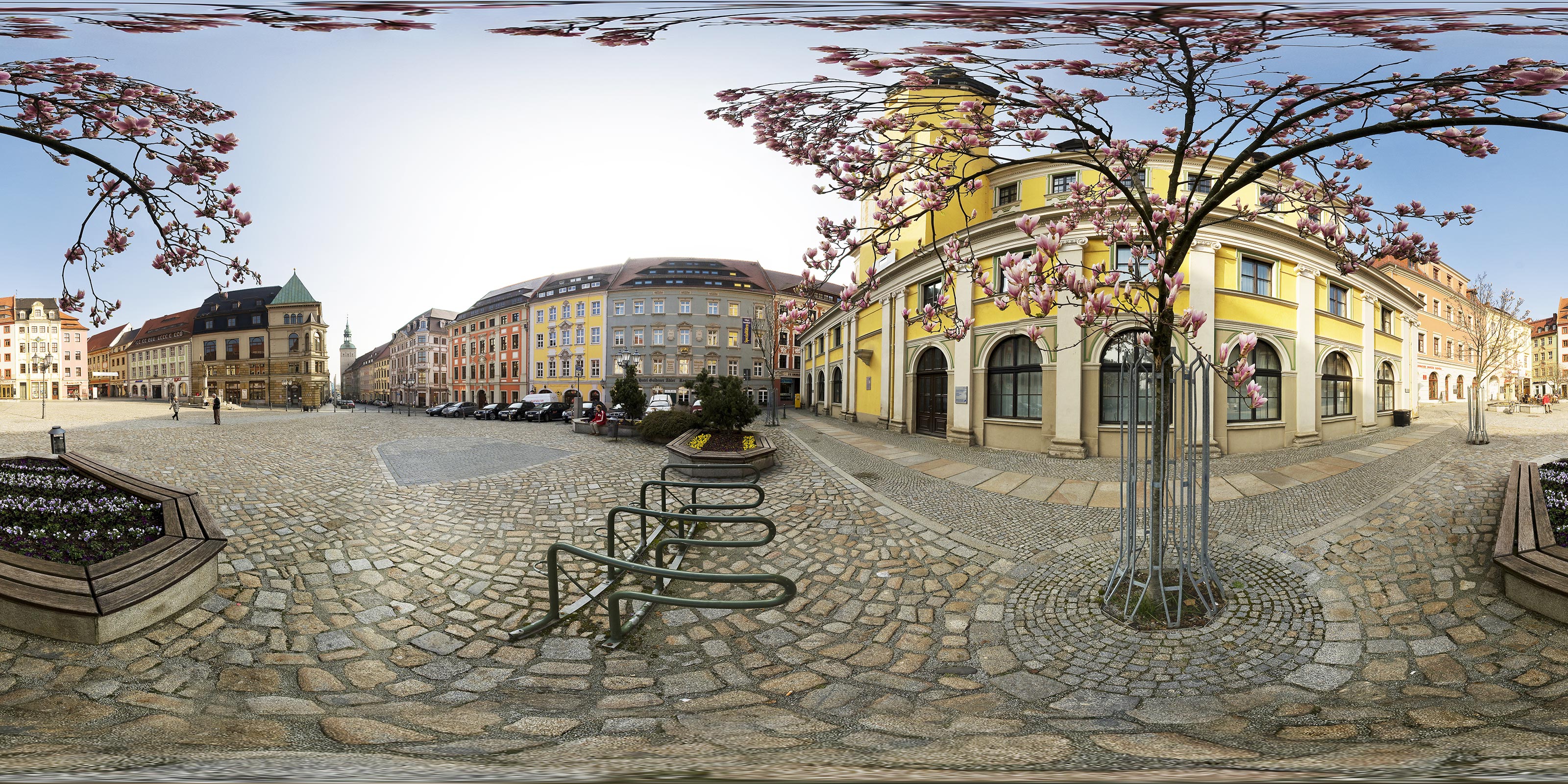 Rosenbaum am Rathaus