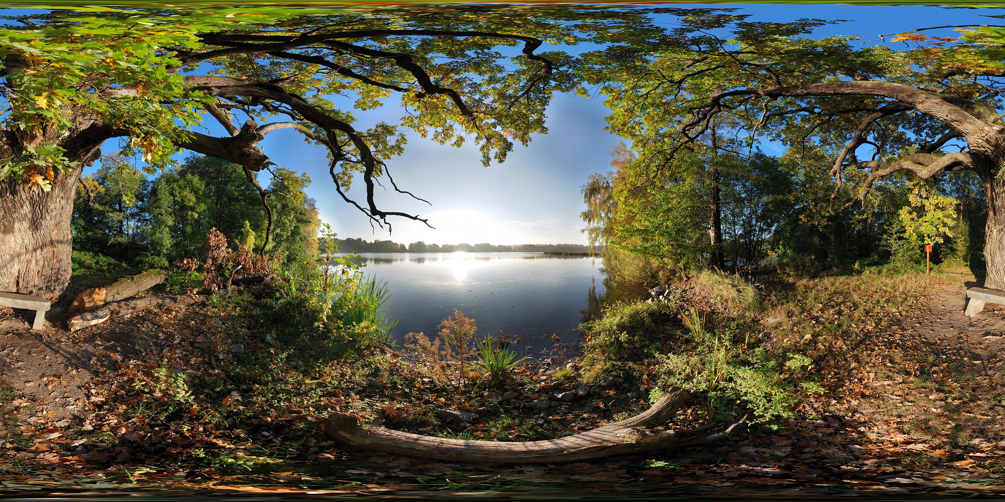 Rieseneiche bei Niedergurig